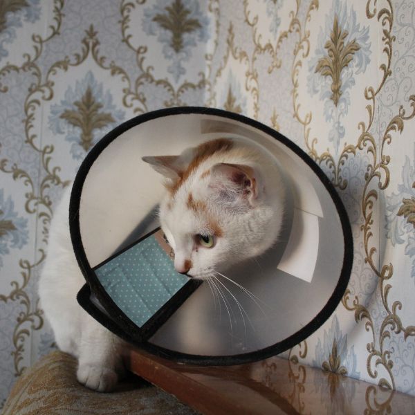 A cat is wearing cone after surgery