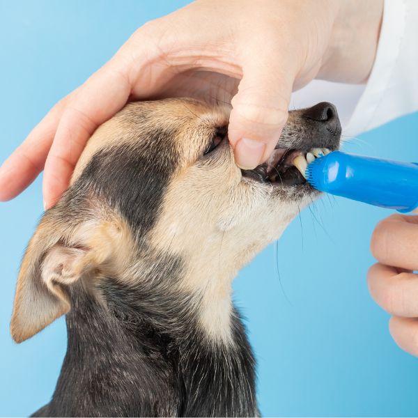 A person brushing dogs teeth