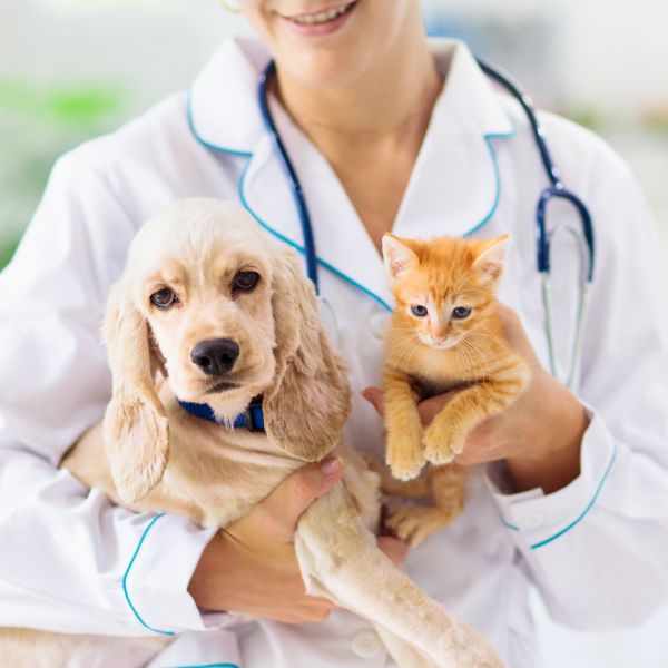 A vet is holding a puppy and kitten