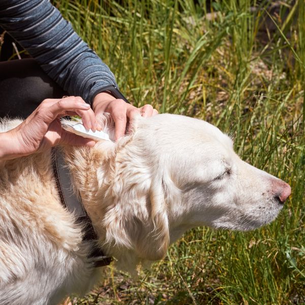 Dog Getting a Flea and Tick Repellant Drip