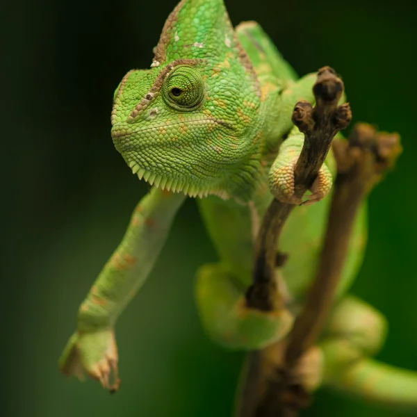 A green chameleon clinging to a small branch, its textured skin blending with the blurred green background.