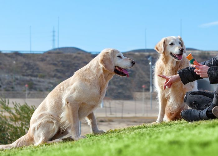 Two dogs are sitting on the grass