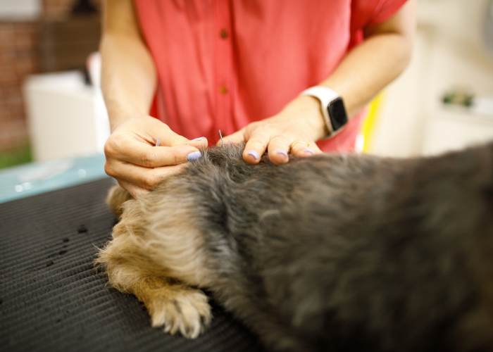 Dog having an acupuncture session